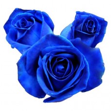 Sweetheart Roses - Tinted Blue